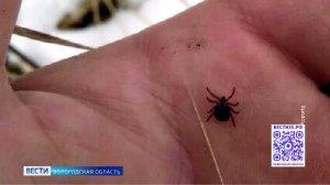 Первые укусы клещей зарегистрированы в России