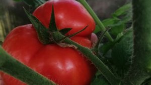 Начинаю посев томатов ( каникулы закончились )