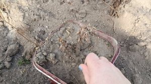 Пришла на разведку и посеяла редис!