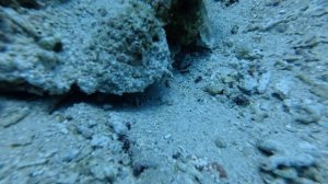 Панглао 2026. House reef