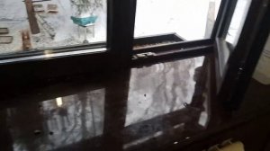 белки играют