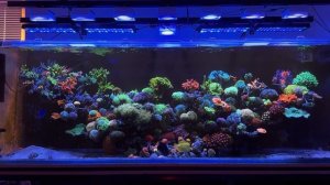 Морской аквариум на 1000 литров