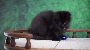 Xdream 4 месяца