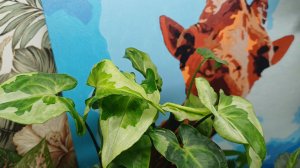 Комнатные растения🌿❤️ Ещё одна цветочная полочка☀️