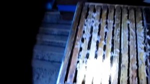 Зимовка пчёл в марте