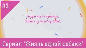 Взбесилась собачка. Черри после купания. В память о Черри. № 2 «Жизнь одной собаки»