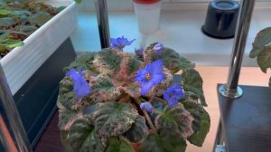 Обзор фиалок в цветочной комнате за 18.03.