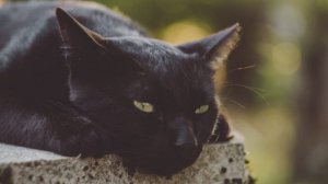 Лимфома у кошки