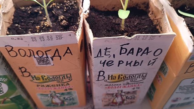 Обзор рассады перцев и томатов 18 марта 26 года