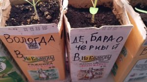 Обзор рассады перцев и томатов 18 марта 26 года