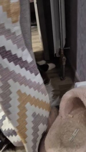 Кошка под шторой: игра, безопасность или попытка спрятаться от мира?