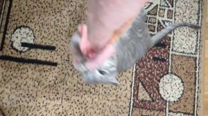 Приятные моменты нашей жизни.  Приветик от нашей Булочки- Бафи! Девочка растёт и дает всем жару. Зам