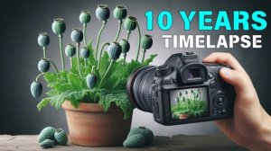 10 лет съёмки, 30 таймлапс видео роста различных растений.