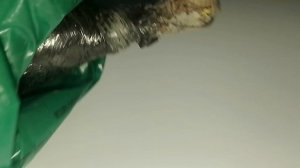 Цветы.18.03.26г