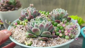 Пересадка эхеверии элеганс. Разговор про грунт