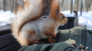 Знакомая белка