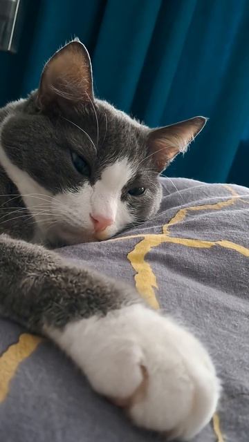 Кот плохого не посоветует смотреть онлайн