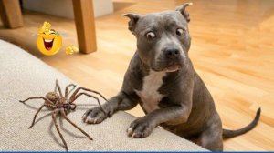 Приколы с животными🤗 Смешные видео про животных 🤗СМЕШНОЕ ВИДЕО😍 Наши любимые смешные животные