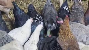 МАЛЕНЬКАЯ ФЕРМА  СЕЛЬЧАНКА