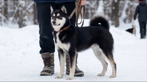 Лайки: особенности и специализации в охоте