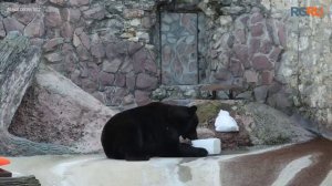 В Московском зоопарке вышли из зимней спячки медведи