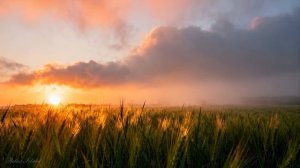 УСПОКАИВАЮЩАЯ МУЗЫКА ДЛЯ СНА 🎵 РАССЛАБЛЯЮЩАЯ МУЗЫКА ДЛЯ ДУШИ 🎵 МУЗЫКА ДЛЯ МЕДИТАЦИИ В ПОЛЕ ЗЛАКОВ