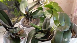 прогулка по Енисею ☺зацветающие орхидеи, купила новую этажерку 🤗🌱