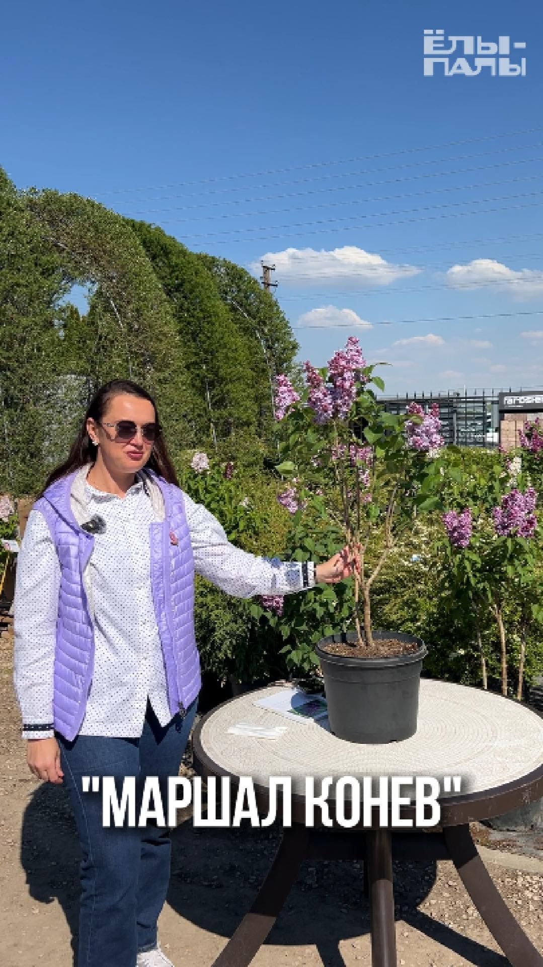 Сирень обыкновенная `Маршал Конев` РС