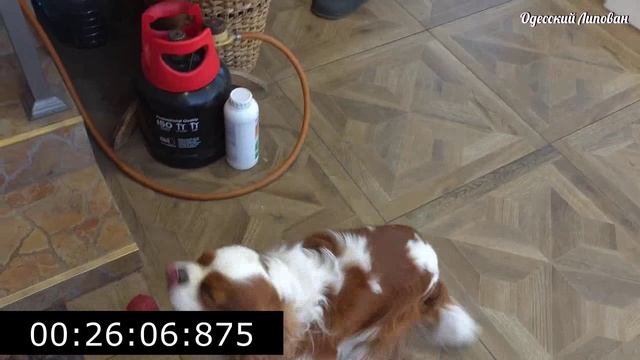 Когда в холодильнике только лук... Готовим ресторанный хит! Луковый Суп  Часть 2