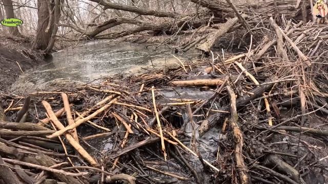 Строительство, расчистка русла реки