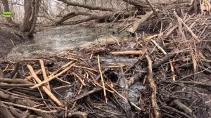 Строительство, расчистка русла реки