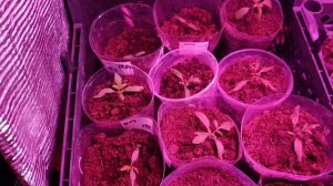 Томаты 18.03 26