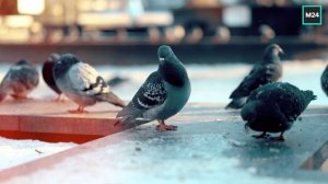 Москва крупным планом | О Москве с любовью