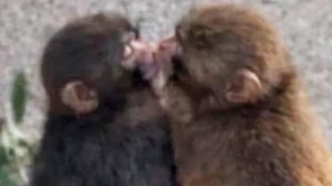 У осиротевшего макаки Панча появилась подружка