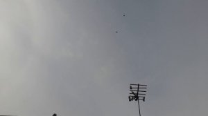 Николаевские голуби молодые декабрь,первый подъёмчик