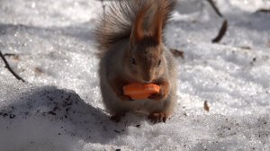 Две белки. Зарисовка