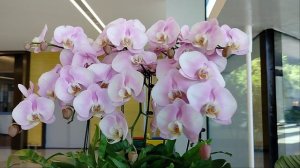 Всюду орхидеи!