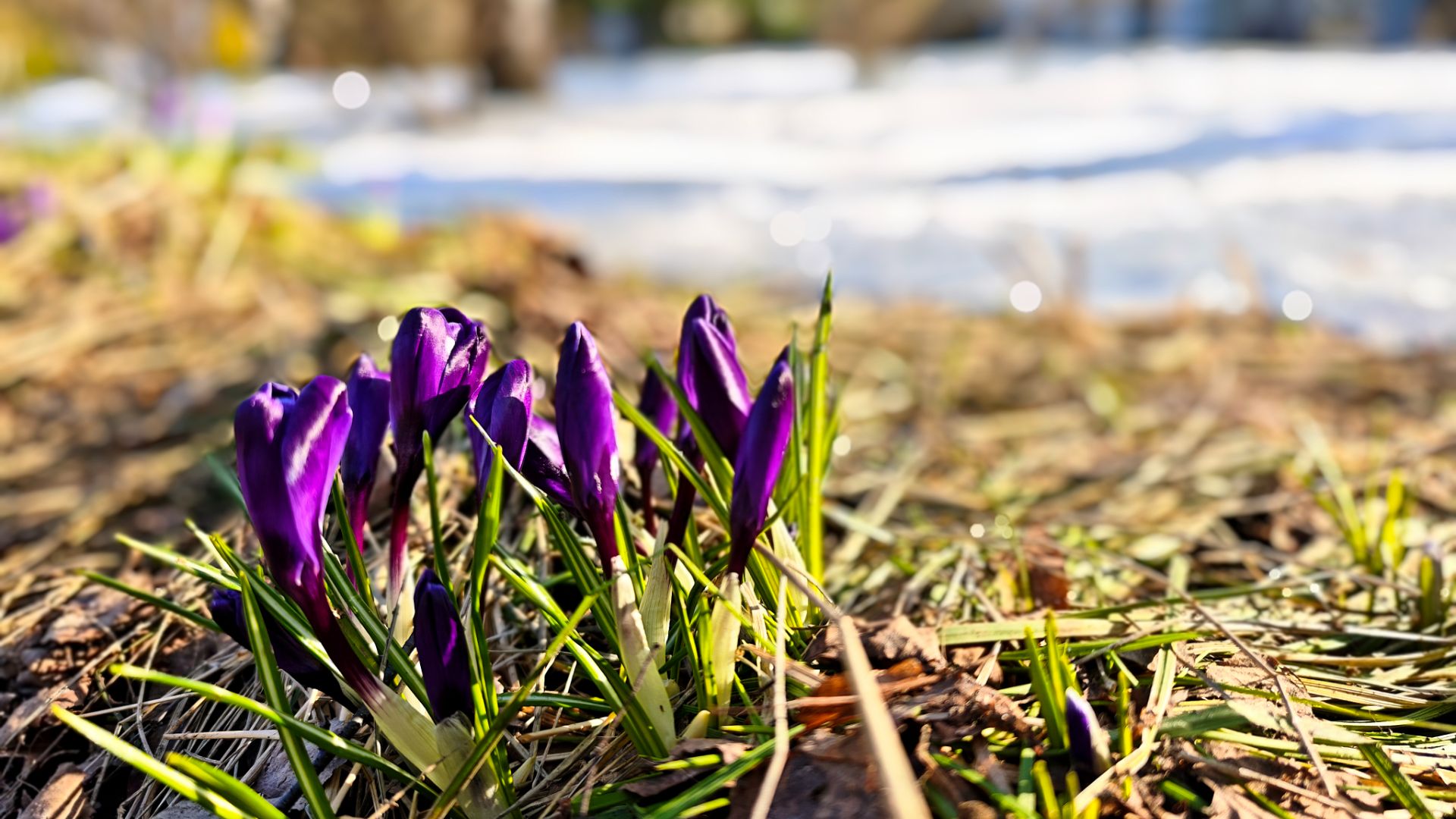 Весеннее настроение.