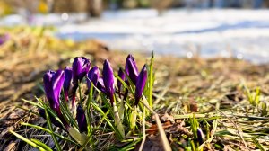 Весеннее настроение.