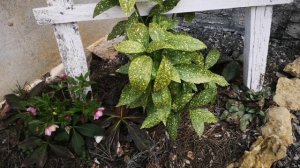 Первые цветы в этом году 18 марта 2026 года