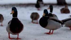 Видеофильм «Скорая помощь зимующим птицам города Кирова»