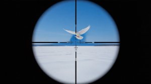 Крик тишины