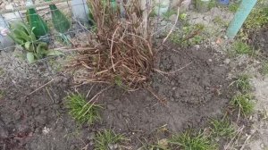 Подкармливаю и пересаживаю клематисы.