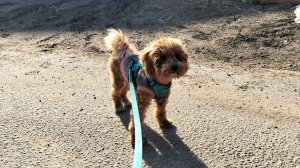 Влог с Чили