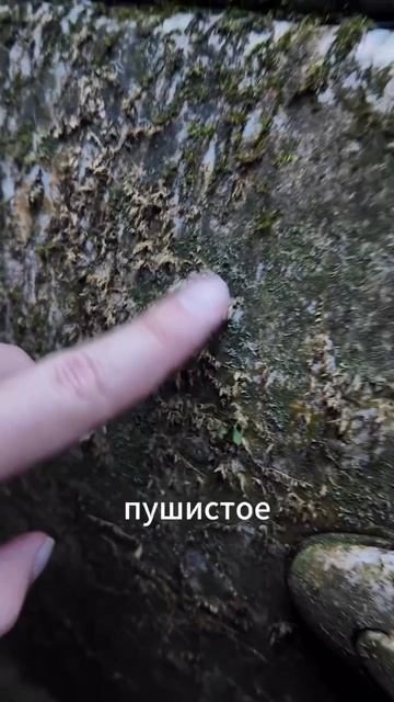 Toyota Land Cruiser Cygnus V8