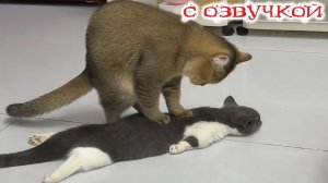 ПРИКОЛЫ С КОТАМИ! - С ОЗВУЧКОЙ! Самые смешные животные! СМЕШНЫЕ КОТЫ!