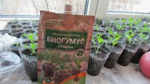 Жидкий биогумус: моя рассада теперь растет как на дрожжах!