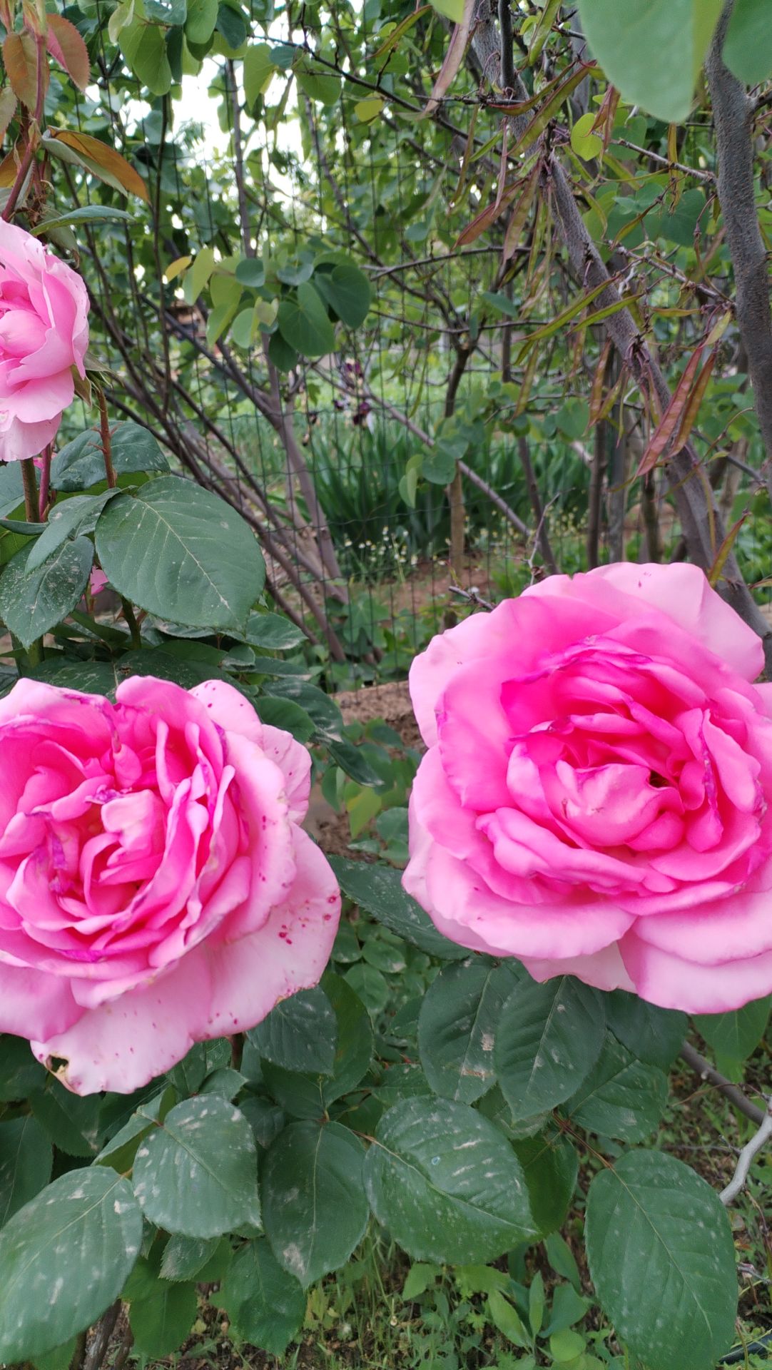 Прощальный вальс