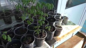 Середина марта, урожай зелени на лоджии.