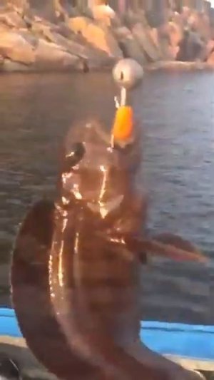 Клюнула Пиранья Shorts